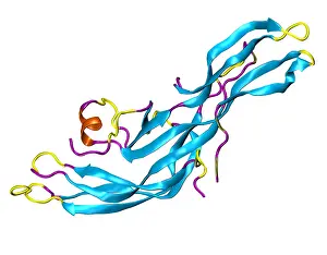 Development Prints: Human Chorionic Gonadotropin Molecule (HCG)