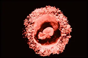 Conception Prints: Human embryo