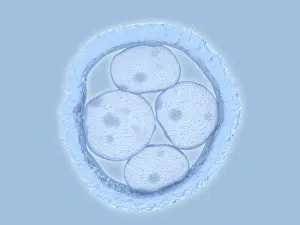 Reproductive Prints: Human embryo, artwork