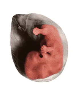 Fetal Prints: Human Embryo, gross specimen