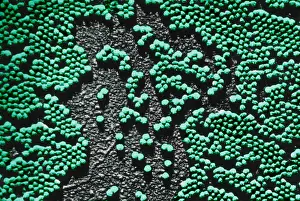 Micro Organisms Prints: Human Enterovirus, Poliovirus, TEM