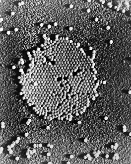 Microorganisms Prints: Human Enterovirus, Poliovirus, TEM