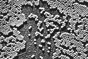 Microorganisms Prints: Human Enterovirus, Poliovirus, TEM