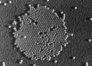 Microorganisms Prints: Human Enterovirus, Poliovirus, TEM