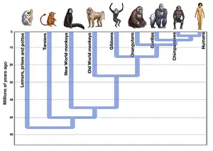 Human Evolution