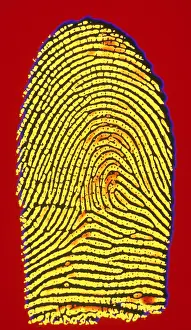 Forensic Prints: Human Fingerprint