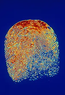 Forensic Prints: Human Fingerprint