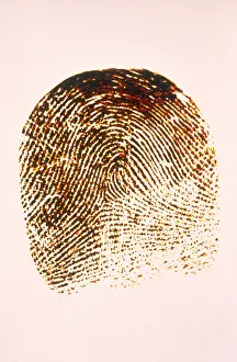 Prints: Human Fingerprint
