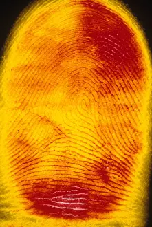 Prints: Human Fingerprint