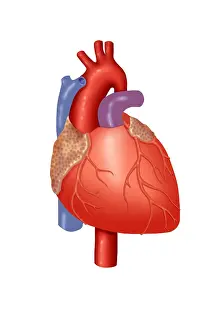 Coronary Prints: Human Heart