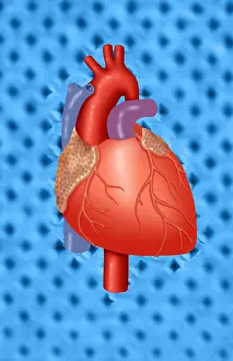 Circulation Prints: Human Heart