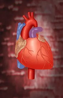 Circulation Prints: Human Heart