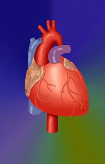 Circulation Prints: Human Heart
