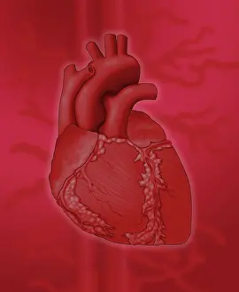 Concept Prints: Human Heart