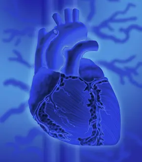 Concept Prints: Human Heart