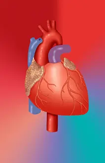 Concept Prints: Human Heart