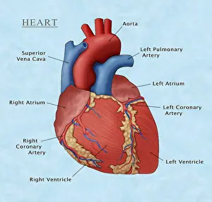 Cava Prints: The Human Heart, Illustration