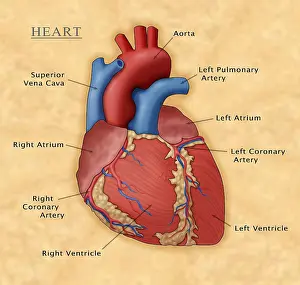 Cava Prints: The Human Heart, Illustration