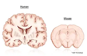 2016 Prints: Human and Mouse Brain Comparison
