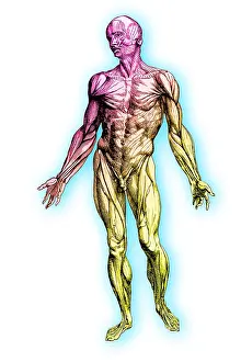 Muscle Prints: Human muscular system