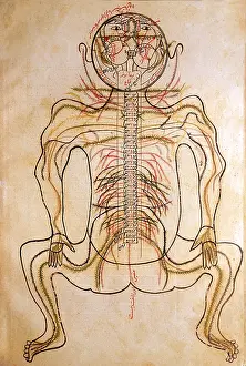 Arabic Prints: Human Nervous System, 15th Century