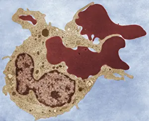 Endocytosis Prints: Human Phagocyte, Phagocytosis, TEM