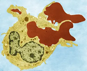 Non Pathological Prints: Human Phagocyte, Phagocytosis, TEM
