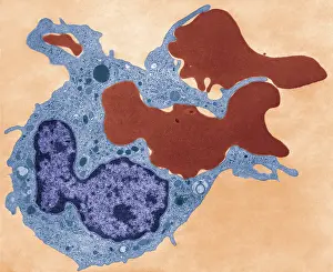 Non Pathological Prints: Human Phagocyte, Phagocytosis, TEM