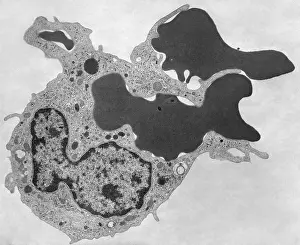 Non Pathological Prints: Human Phagocyte, Phagocytosis, TEM