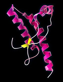 Ribbon Prints: Human Prion Protein