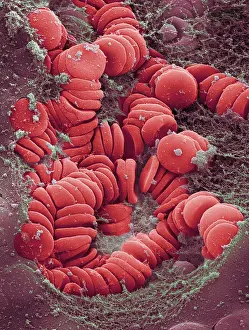 Nature, History, Science Prints: Human Red Blood Cells, under a microscope (SEM)