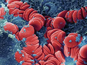 Nature, History, Science Prints: Human Red Blood Cells, under a microscope (SEM)
