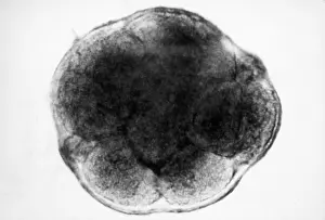 Mammalian Prints: Human Reproduction, Ovum, 8-Cell Stage, light micrograph