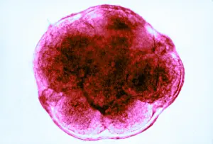 Reproductive Prints: Human Reproduction, Ovum, 8-Cell Stage, light micrograph