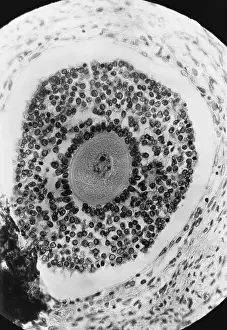 Human Reproduction, Ovum, light micrograph
