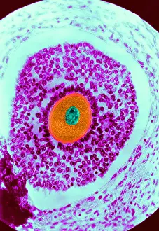 Reproductive Prints: Human Reproduction, Ovum, light micrograph