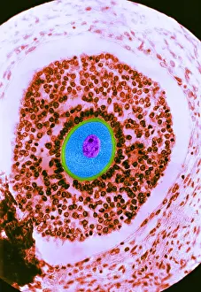 Reproductive Prints: Human Reproduction, Ovum, light micrograph
