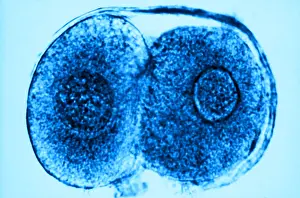 Mammalian Prints: Human Reproduction, Ovum, Zygote Cell Stage, TEM