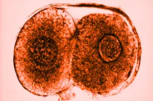 Mammalian Prints: Human Reproduction, Ovum, Zygote Cell Stage, TEM