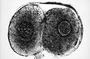 Reproductive Prints: Human Reproduction, Ovum, Zygote Cell Stage, TEM