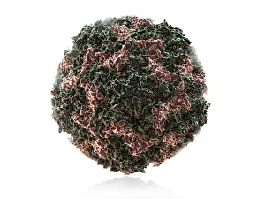 Pathogen Prints: Human Rhinovirus