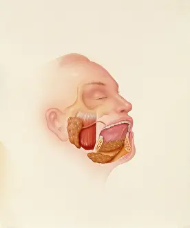2003 Prints: Human salivary glands
