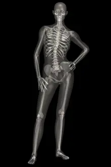 Skeletal Prints: Human Skeleton