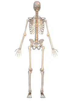 Skeletal Prints: Human Skeleton