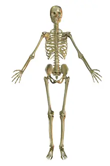 Normal Prints: Human Skeleton