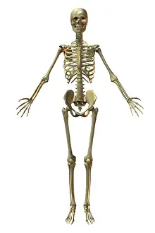 Normal Prints: Human Skeleton
