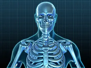Column Prints: Human Skeleton, Artwork