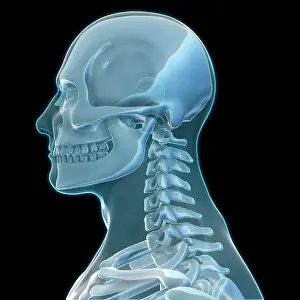 Column Prints: Human Skeleton, artwork