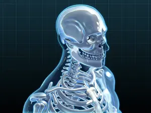 Skeleton Prints: Human Skeleton, artwork