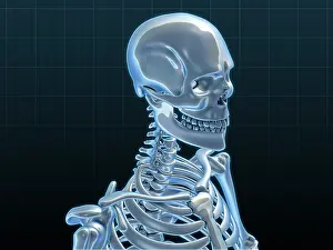Graphics Prints: Human Skeleton, artwork